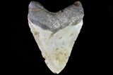 Bargain, Megalodon Tooth - North Carolina #82930-2